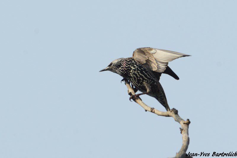 Etourneau Sansonnet_.jpg